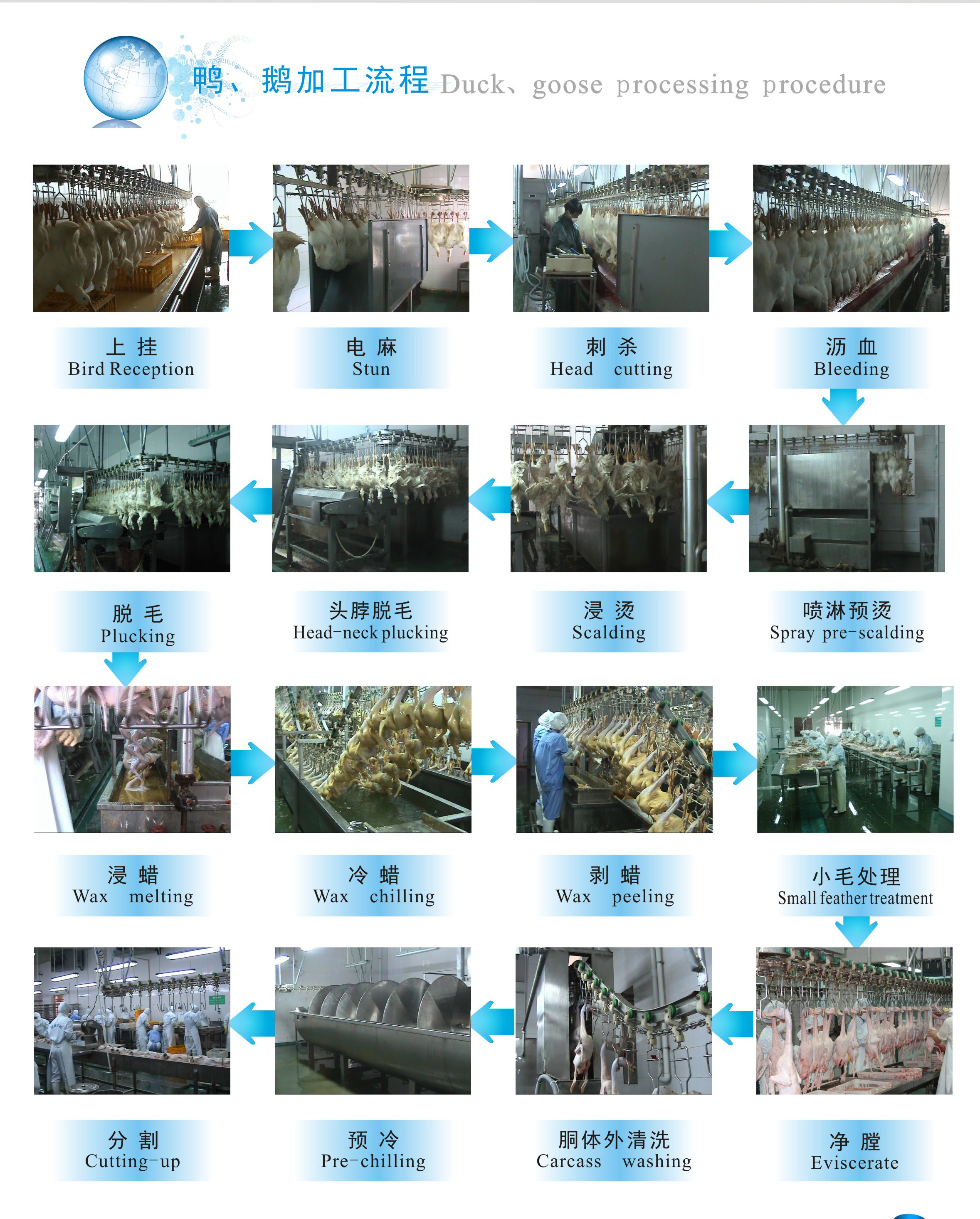 鸭鹅加工流程.jpg